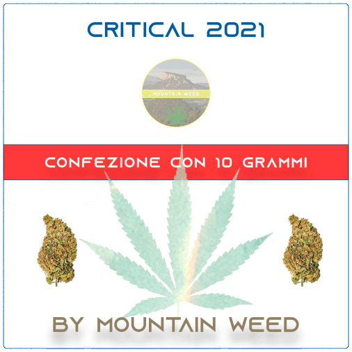 CRITICAL 2021 10 grammi