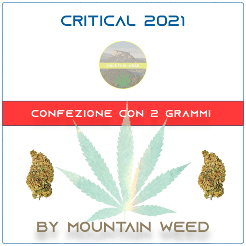 CRITICAL 2021 2 grammi