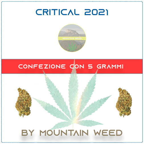 CRITICAL 2021 5 grammi