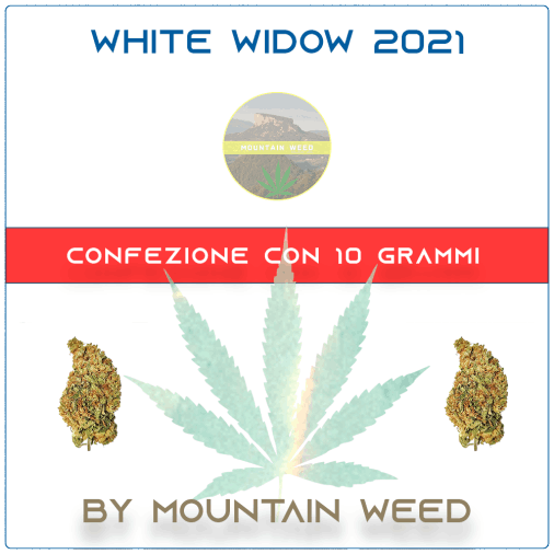 WHITE WIDOW 2021 10 grammi